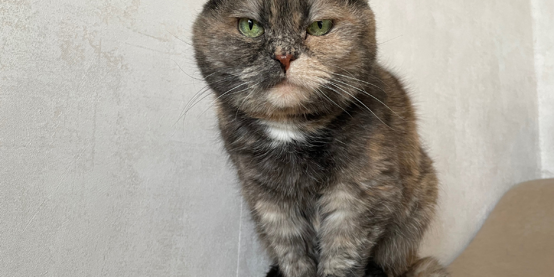 А объяснить кошке, что я тут ни при чем, не получилось