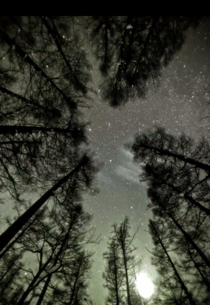 Звёзды тихо мерцали. Слезы катились по щекам. Солнцелапка пыталась верить своим словам, твердя себе:"Я все исправлю, я все изменю, этого не случиться"