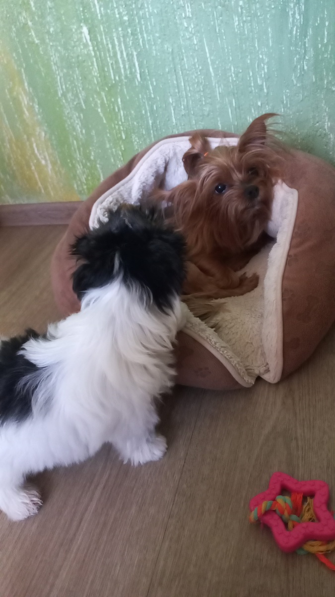 Айка в недоумении...ведь у нас уже есть она