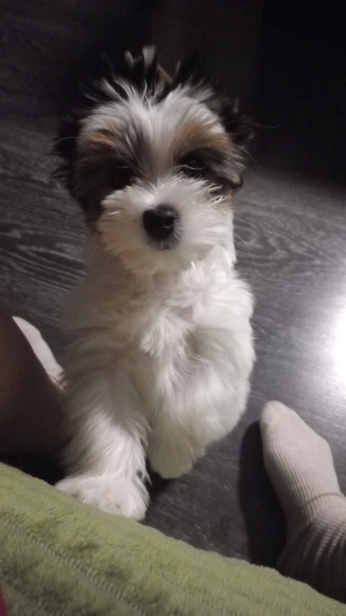 Бивер - йорк Снежинка 2,5 месяца уши склеены, от того и кажется, что их нет - но они есть