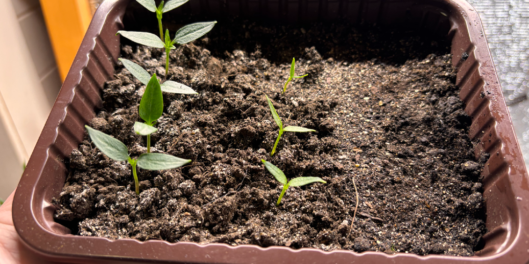 Надо ли проращивать семена перца: часть 2