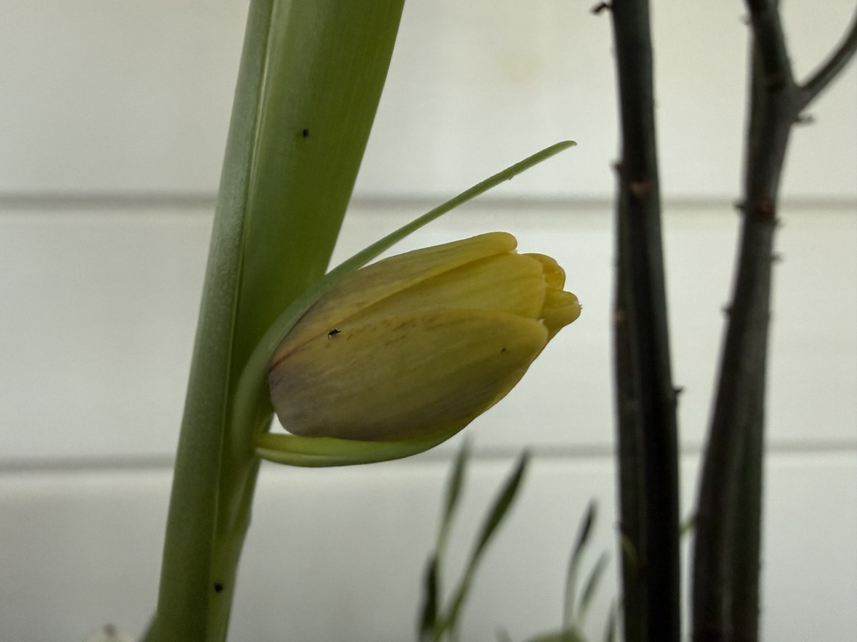 Рябчик ассирийский