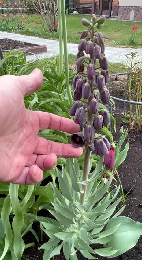 Рябчик персидский