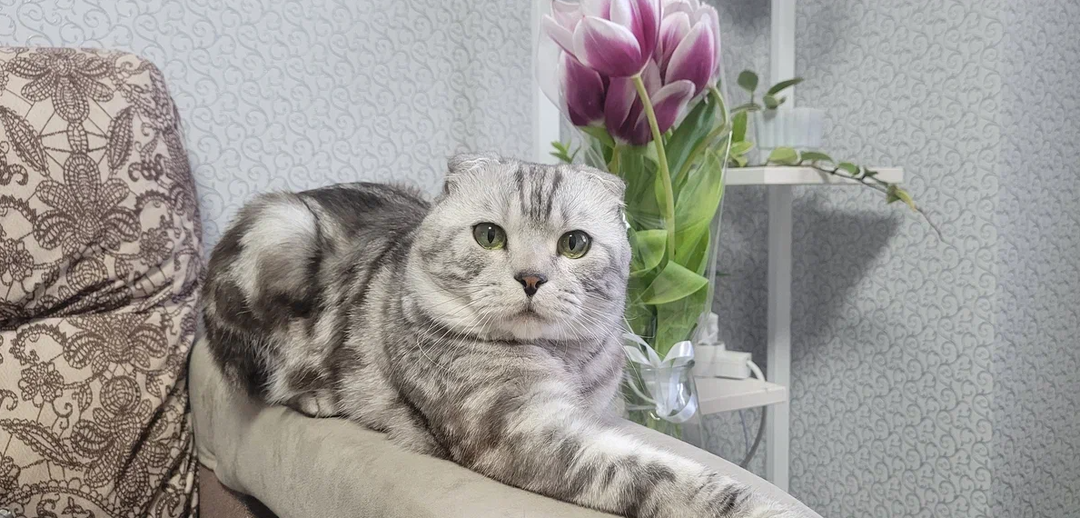 Зачем кошки грызут домашние цветы