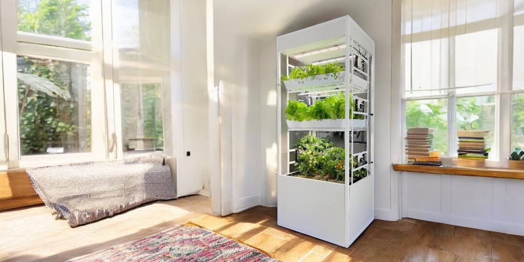 Фикус и герань бессильны: ученые развеяли миф о пользе растений на подоконнике