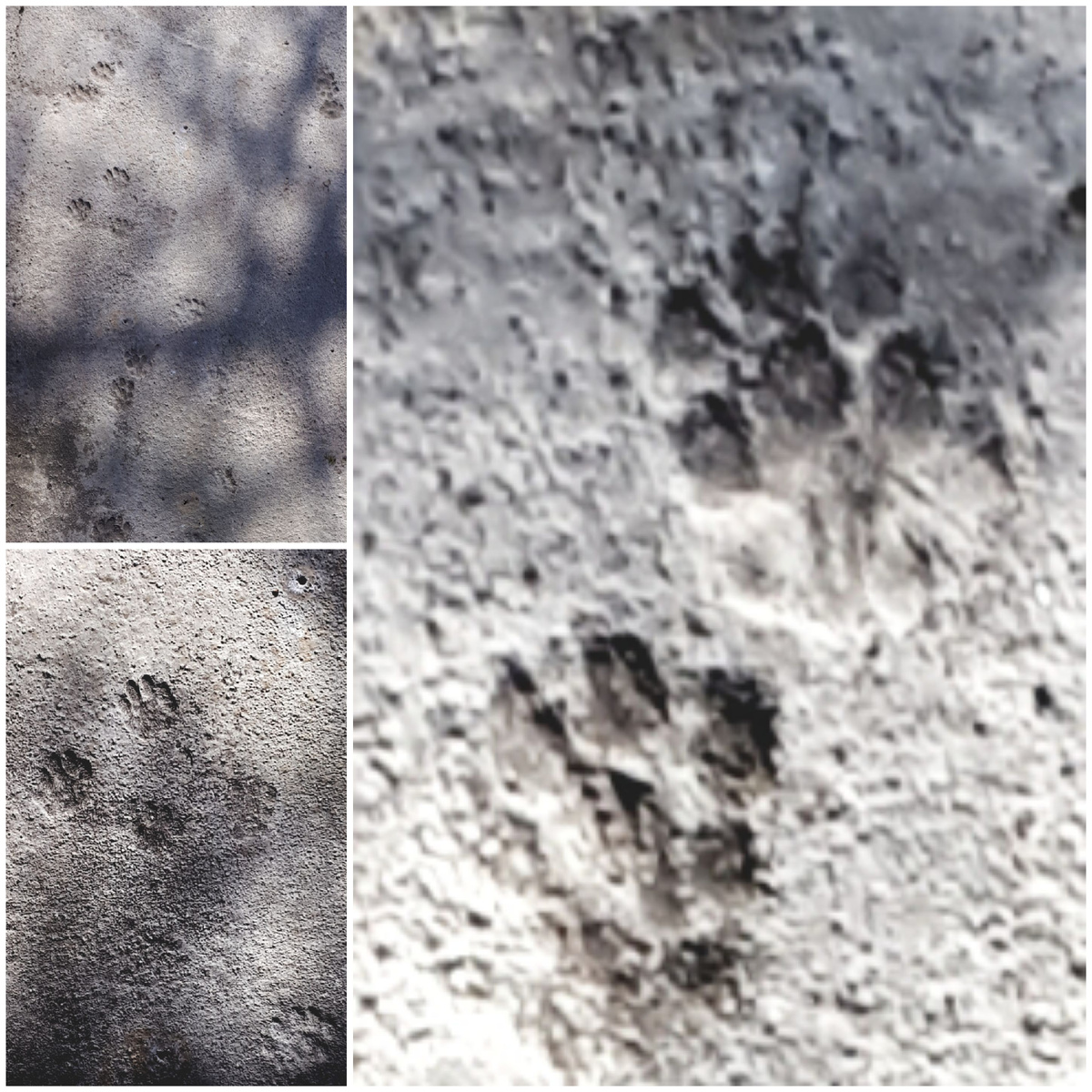 Коллаж автора 15.03.2026г.