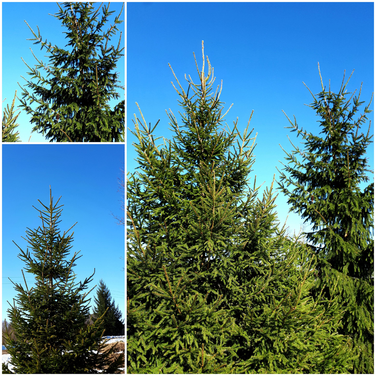 Коллаж автора 15.03.2026г.