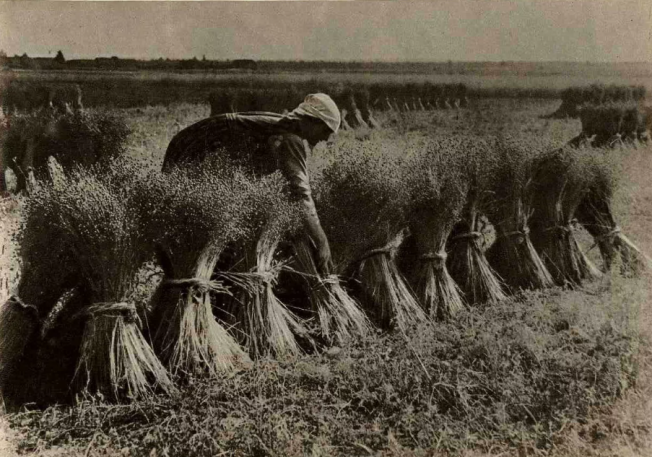 Уборка льна. Фото из открытых источников.