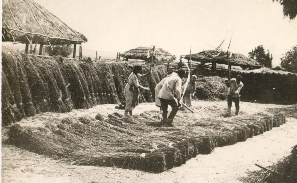 Молотьба. Фото из открытых источников.