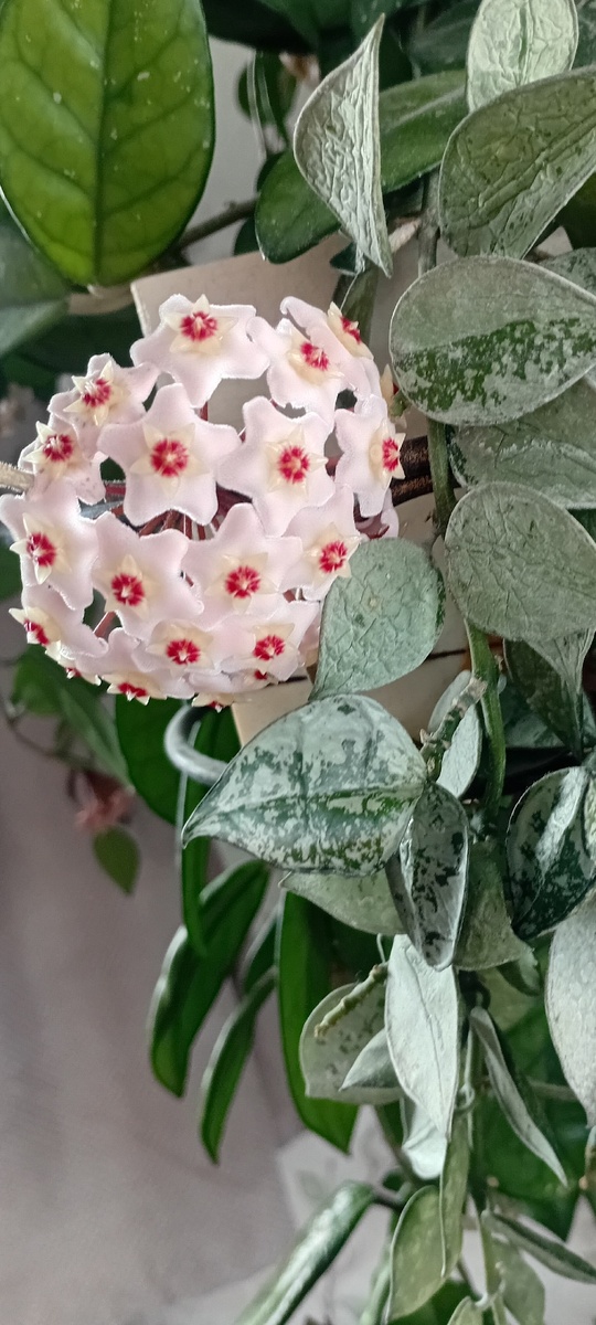 Хойя карноза (Hoya carnosa) или «восковой плющ»