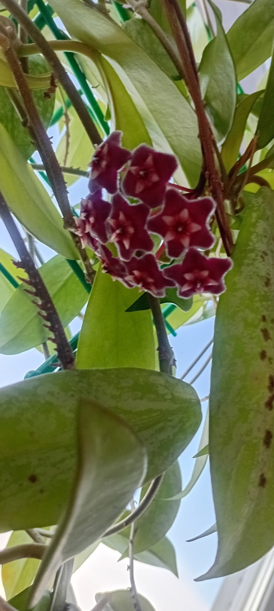 Хойя Pubicalyx Silver Splash