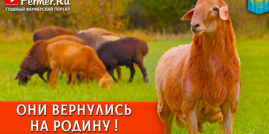 🐏Зачем Ерагый Гишларкаев привез 100+ баранов в Алаколь-Агро? Зачем пять баранов везут в Аягоз?