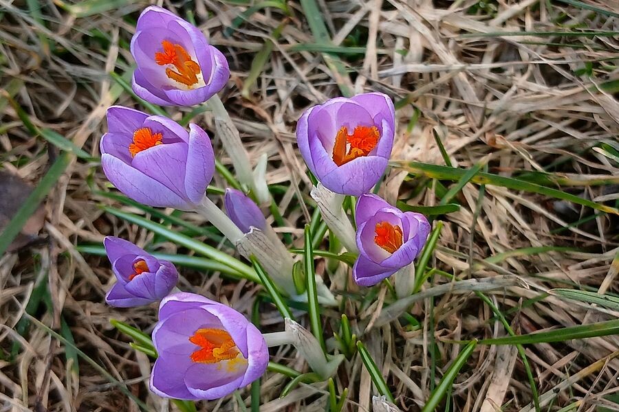 Первые крокусы (фото автора).