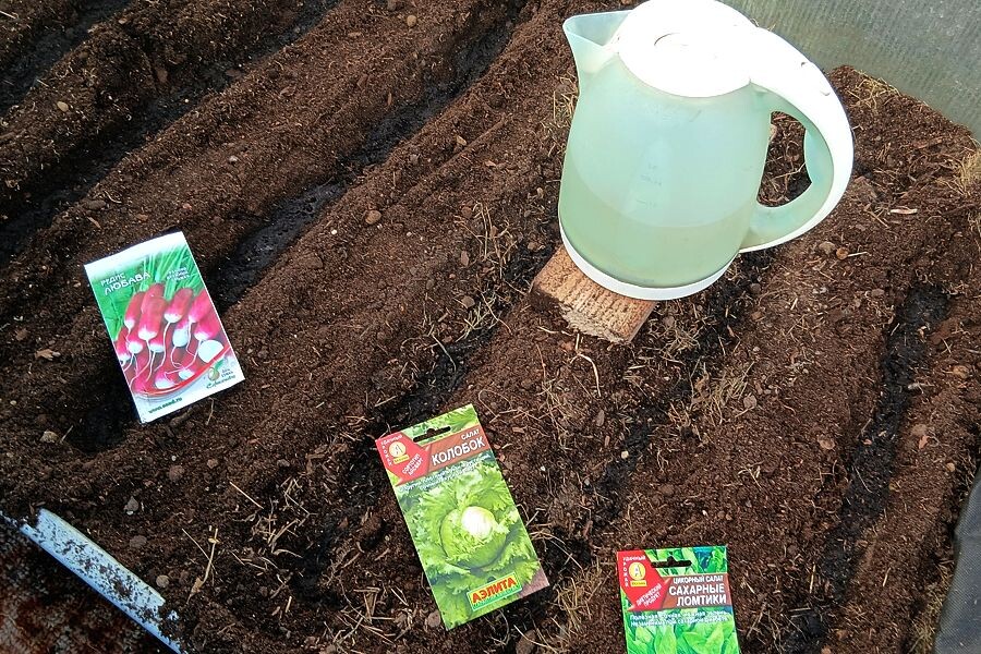 Первая ранняя посадка редиса и салата (фото автора).