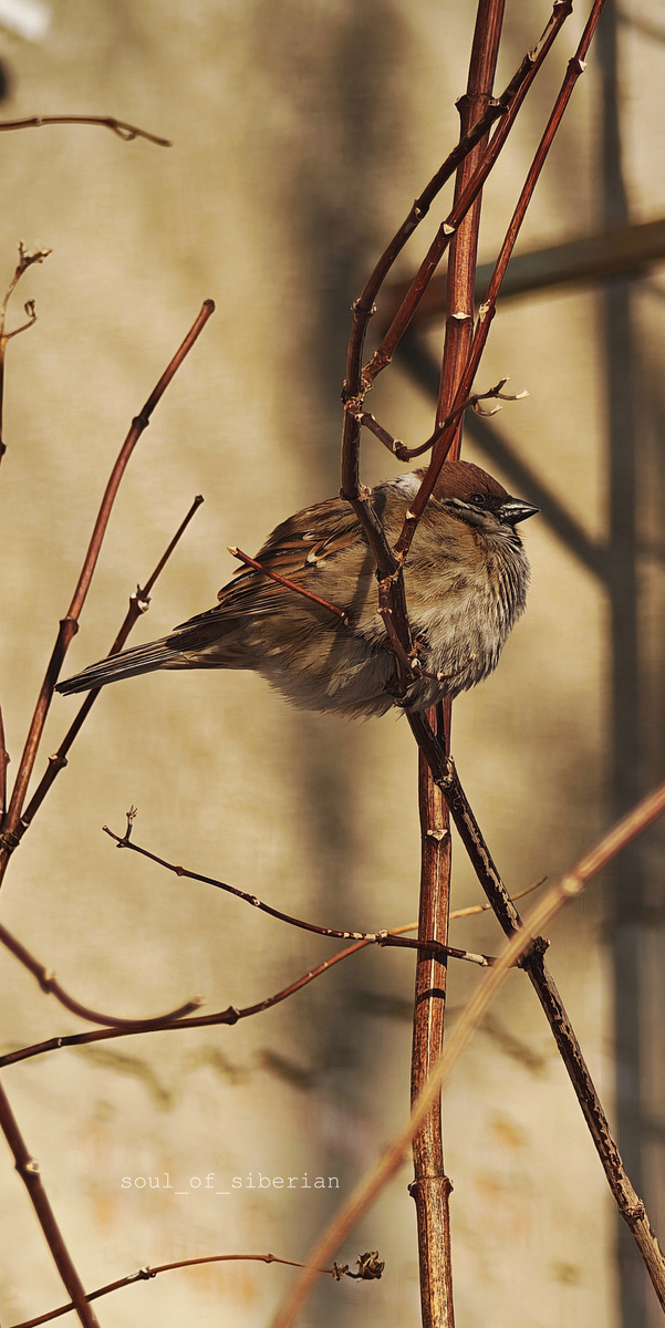 Xiaomi 15 Ultra, эквивалент фокусного расстояния 228 мм