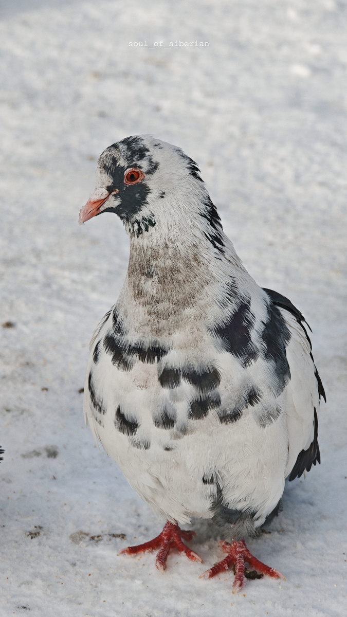 Xiaomi 15 Ultra, эквивалент фокусного расстояния 100 мм