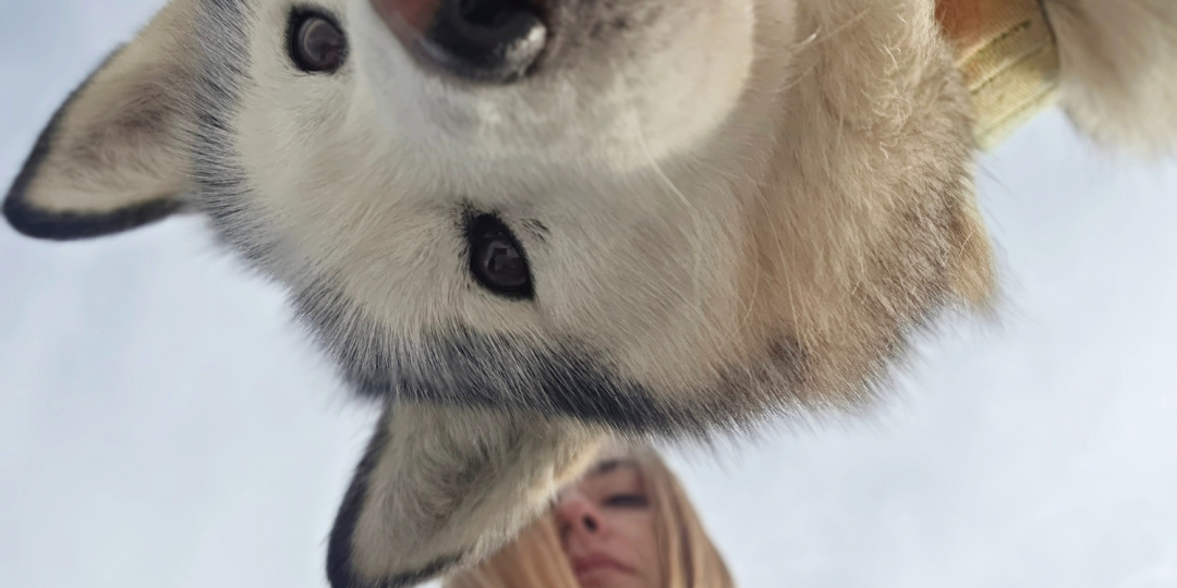 Самая старая хаски стаи: Дарья Катериновна окончательно оглохла и продолжает меня пугать