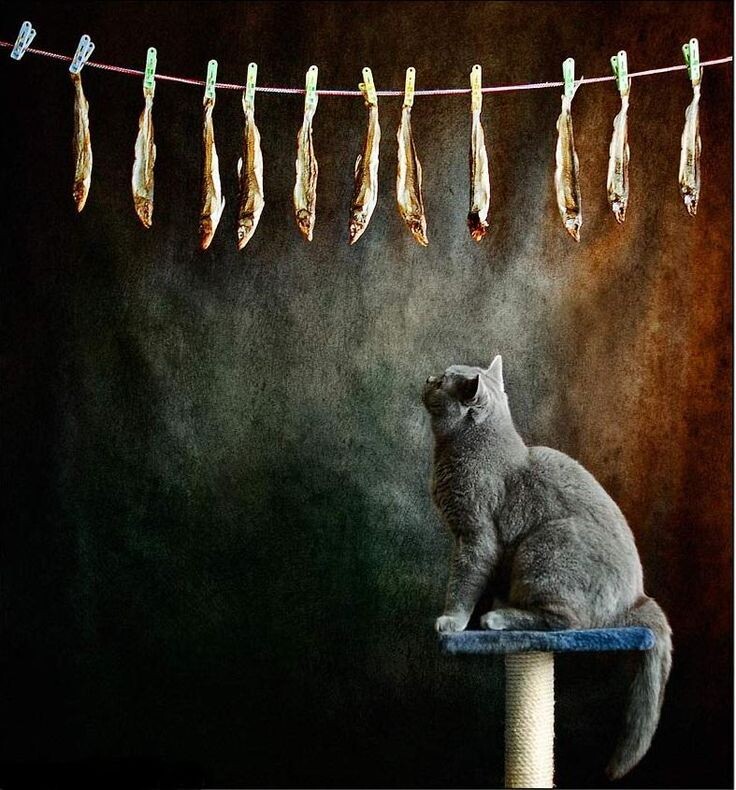 источник фото: https://i.pinimg.com/736x/22/c9/3c/22c93cb773a434f844c475cf2749b737.jpg