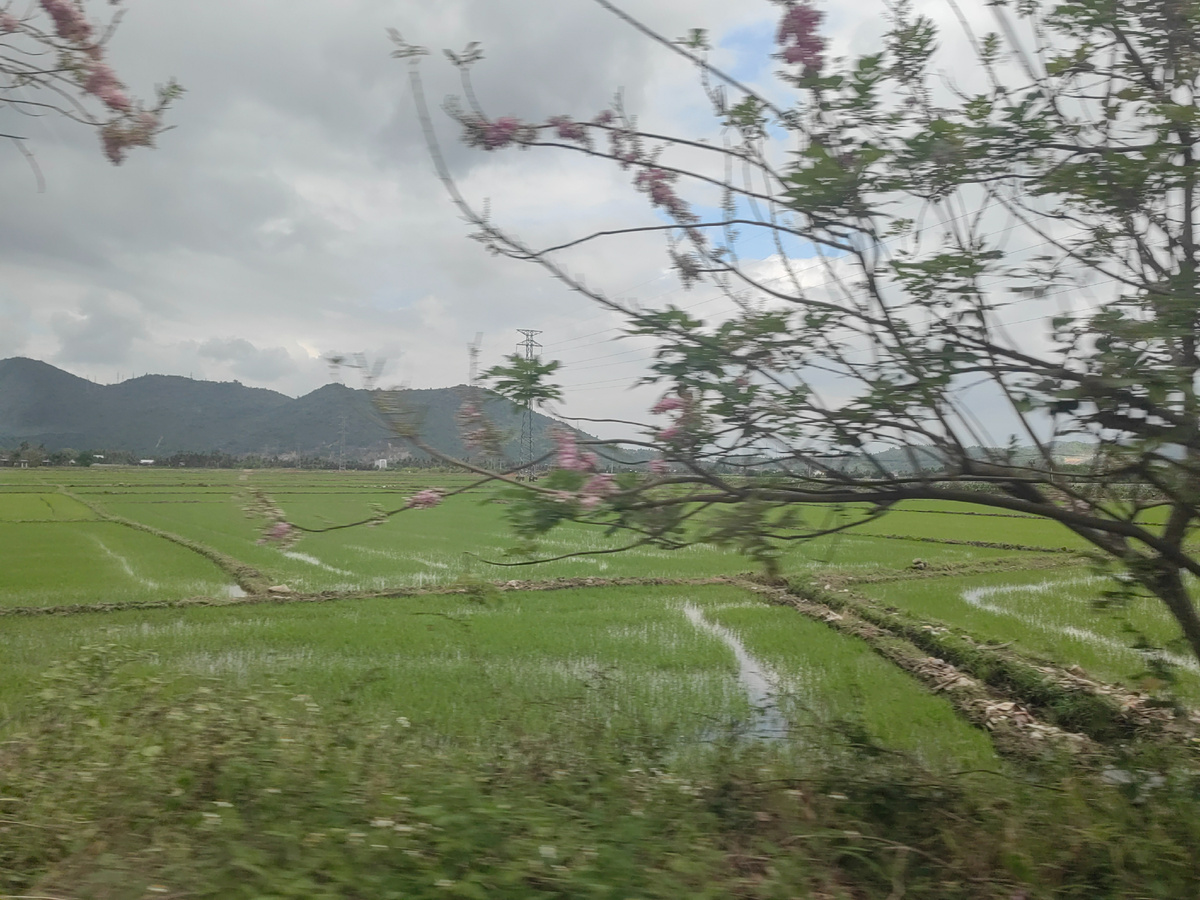 так растёт рис