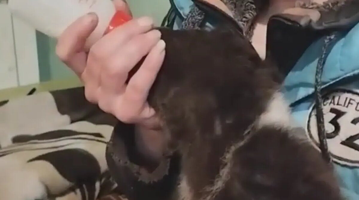    Фото: скриншот видео из группы «РКЦентр «ВЕЛЕС» — помощь диким животным» в ВК