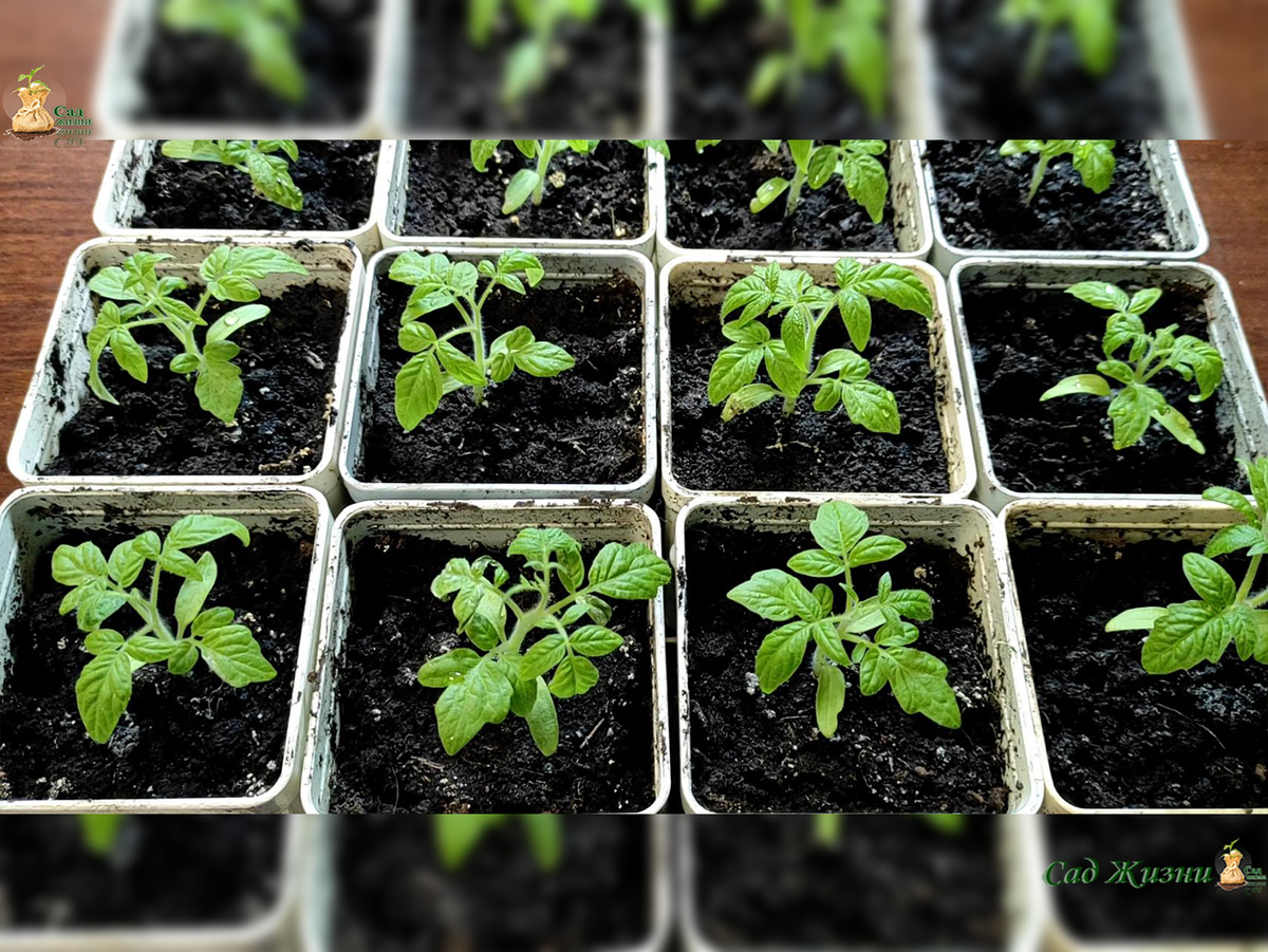 Хорошая рассада растёт не от «секретных капель», а от света, питания и нормальных условий