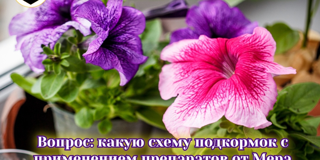🌸Как подкармливать петунии с удобрениями Мера?
