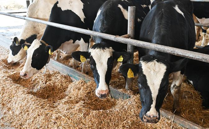 "Никто даже не показал документов - просто пришли домой и усыпили животных!". Кто стоит за массовым уничтожением скота на Урале