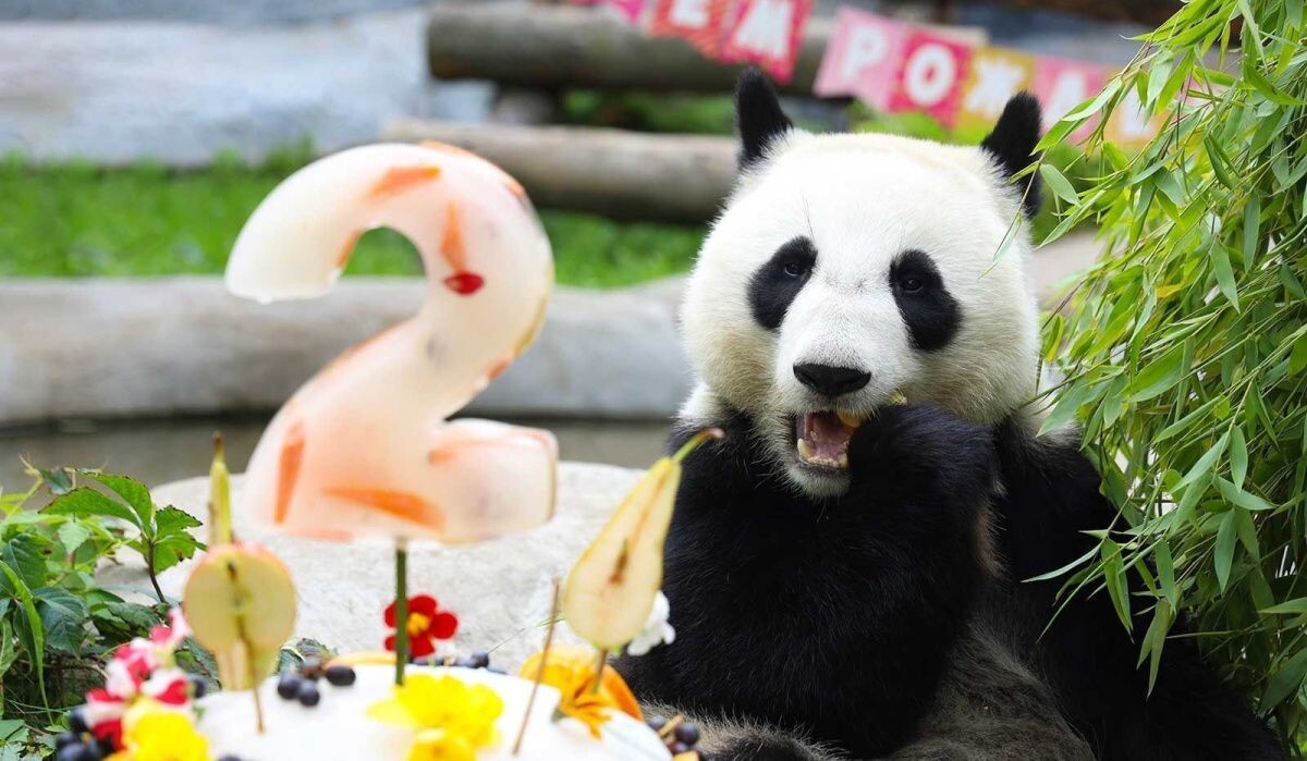     Панда Катюша. Источник: mos ru Автор фото: Пресс-служба Мэра и Правительства Москвы