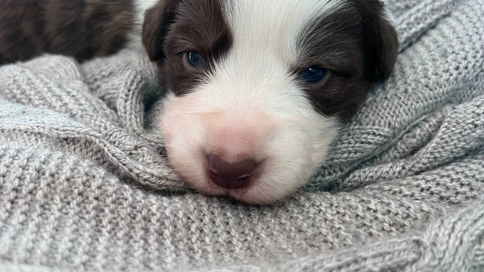 Детки от Фенди и Бетти начали открывать глазки