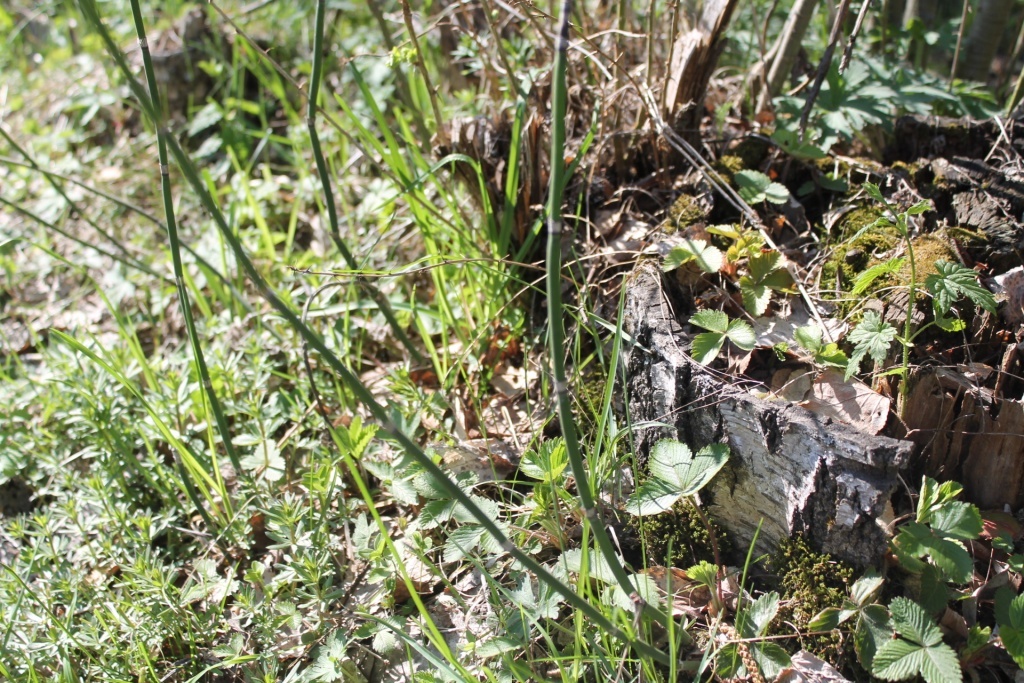  Хвощ растет на бедной и кислой почве