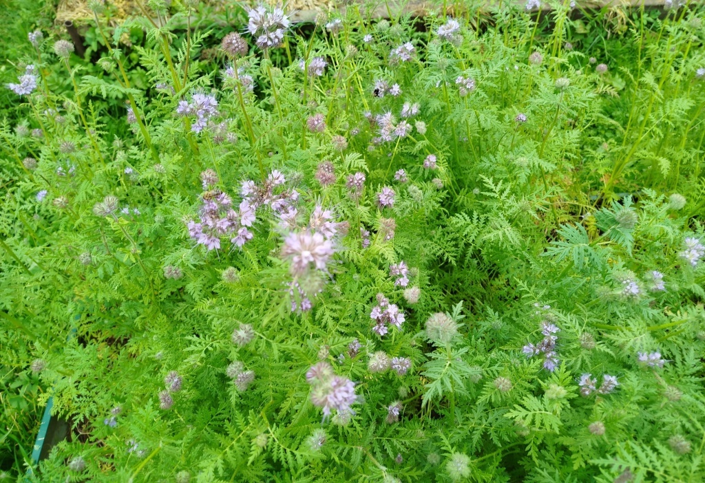  Фацелия на грядке - улучшаем почву