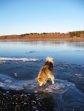 Фотографии Татьяны Немшановой разных лет. Ледостав на реке Западной Сибири ХМАО Югра, лес северный таёжный. Осень таёжная. Лайка Крайнего Севера Западной Сибири ХМАО Югра Дружок.