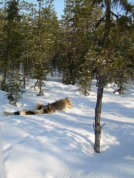 Фотографии Татьяны Немшановой разных лет. Тайга Крайнего Севера Западной Сибири ХМАО Югра, лес северный таёжный. Лайки севера России Дружок и Бим. В тайге Крайнего Севера Сибири.