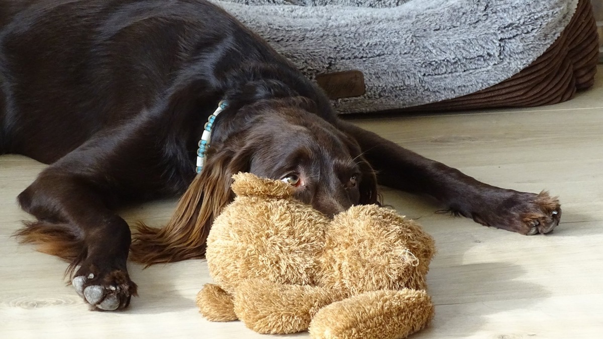    Предсказуемая и безопасная среда — основа для коррекции поведения неуверенной собаки