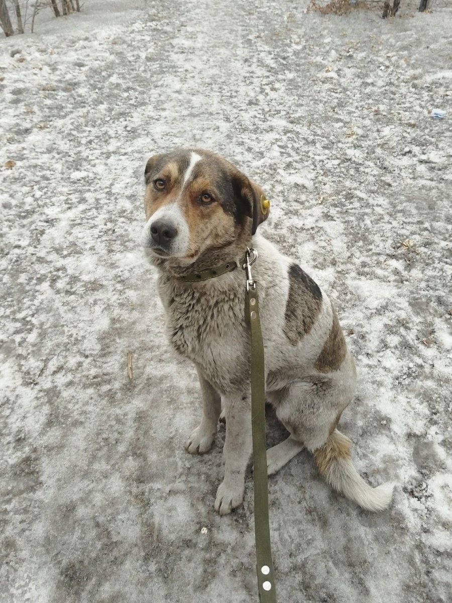 Это Джуля, её фото было в предыдущей статье на этом канале. Джуля теперь живет в приюте Ананда, ей примерно 2-3 года, размер средний, собачка милая и добрая. Скиталась на улице, смогла пережить хододные зимы, но не потеряла веру в людей. собачка стерилизована и готова к переезду в свою семью. Жуле нужен свой теплый дом с любящими хозяевами. Будет прекрасной собакой-компаньоном, подарит свою безграничную любовь и верность добрым, ответственным людям. Возможна организация доставки Джули в другие регионы.