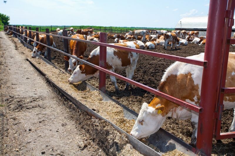 Воронежцам рассказали о проверке СК после массового забоя скота в Сибири