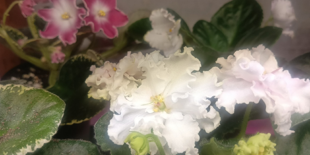 ЕСЛИ БЫ У ФИАЛОК БЫЛИ НОГИ, ОНИ ТОЧНО БЫ ОТ МЕНЯ СБЕЖАЛИ