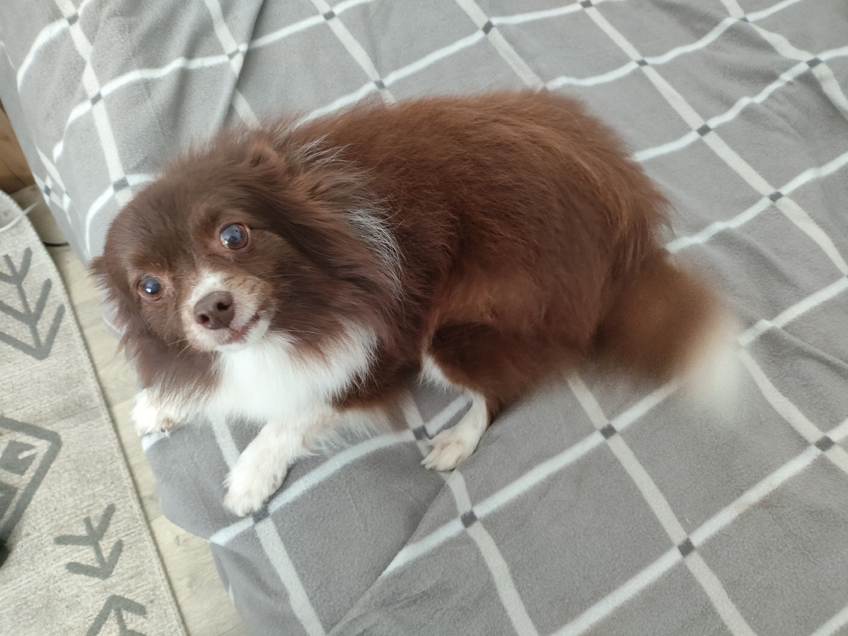 Несчастная причесанная собачка )))