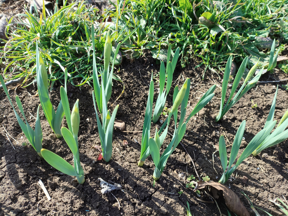 И пересаженные тоже будут цвести, хотя не все