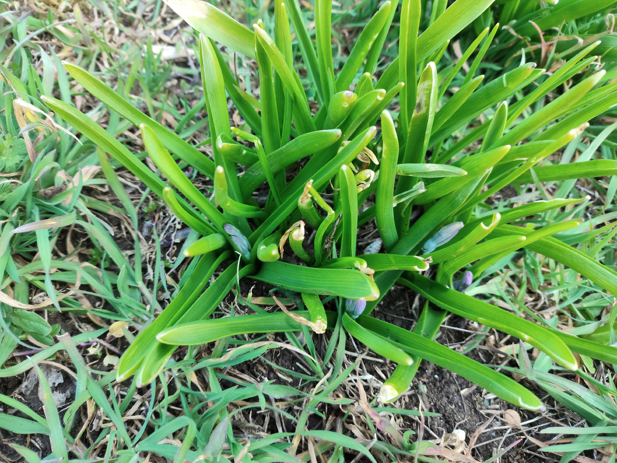 Пролески тоже скоро зецветут