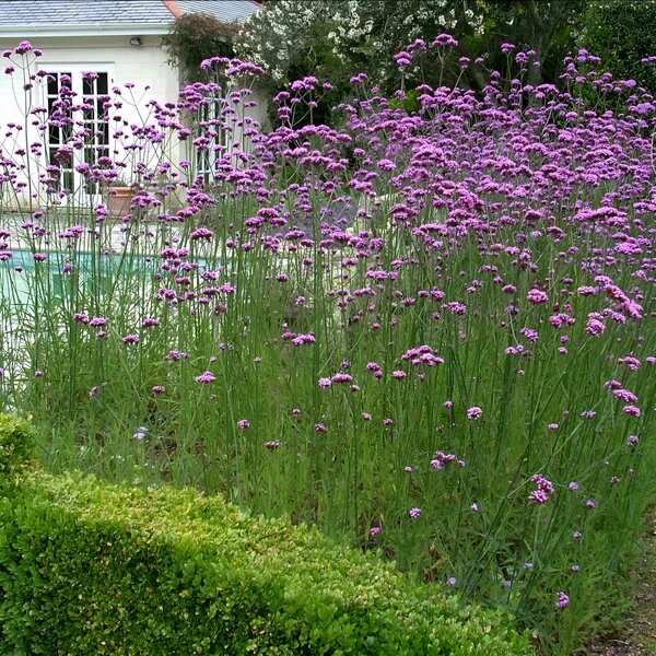 Вербена бонарская. Фото из открытых источников.