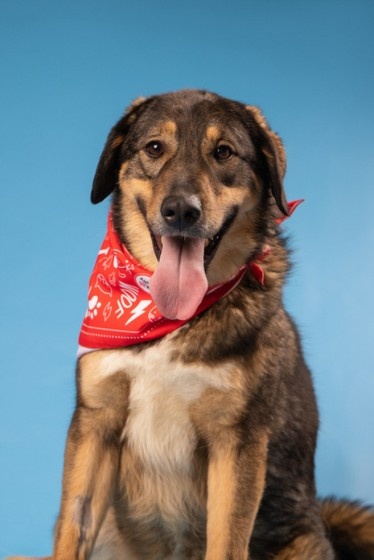 Скай добродушная и очень нежная собака ищет такого же сердечного хозяина. Сейчас Скай делает большие успехи на занятиях с кинологом в приюте, и ей очень важно продолжить обучение уже в новом доме.