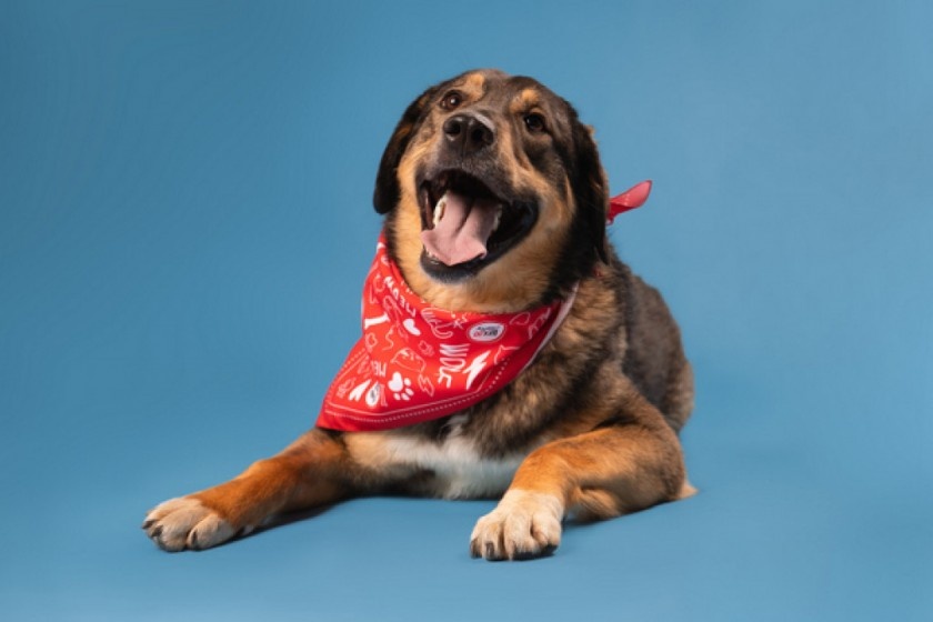 Скай добродушная и очень нежная собака ищет такого же сердечного хозяина. Сейчас Скай делает большие успехи на занятиях с кинологом в приюте, и ей очень важно продолжить обучение уже в новом доме.