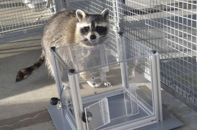 Енот взаимодействует с шкатулкой-головоломкой. Фото: Ханна Гриблинг.