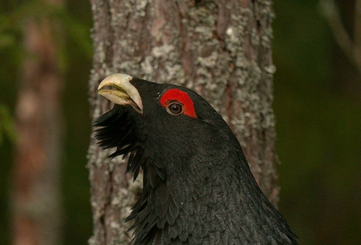 фото: t.me/kazdoytvaripopare