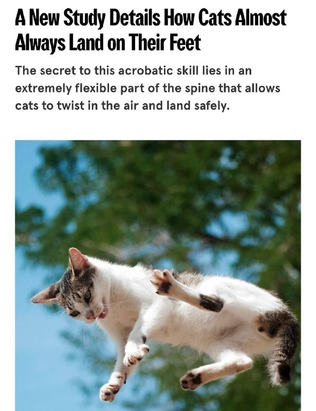    Изображение демонстрирует, как принципы кошачьего рефлекса применяются в робототехнике для предотвращения падений и сохранения устойчивости.