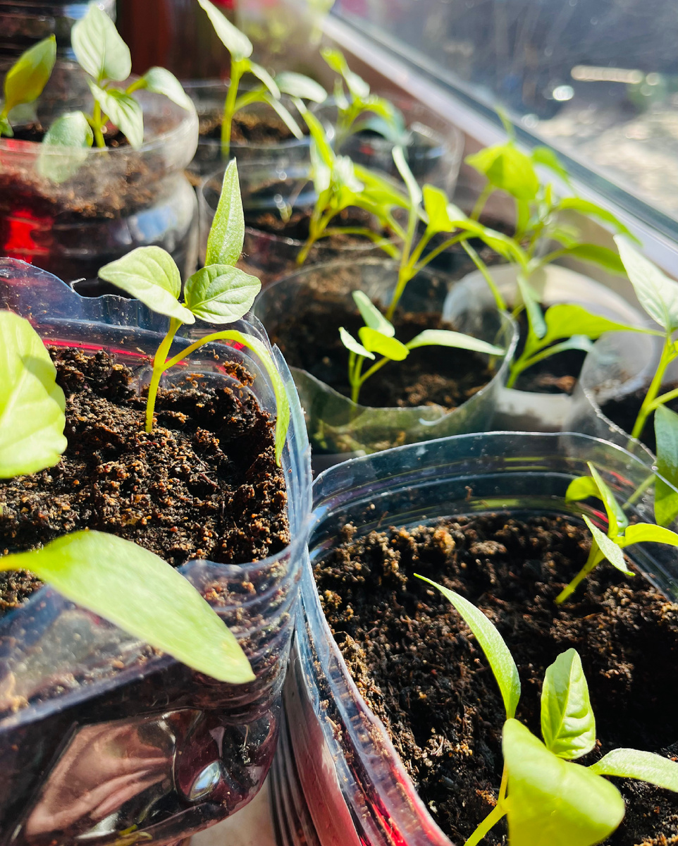 болгарский перец 