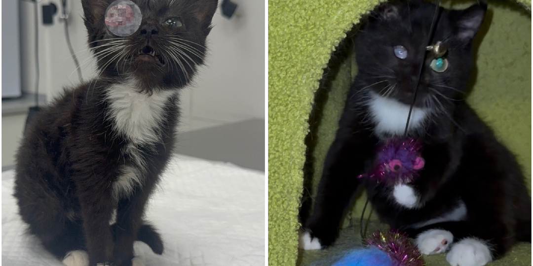 Котенка без глазика, бросили как мусор у храма в приграничье. Что с Варей спустя 2 месяца?