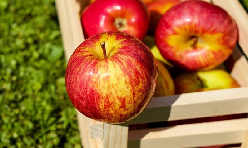 Яблоки и творог: жарим нежные оладьи без лишней муки — десерт, который приятно удивляет