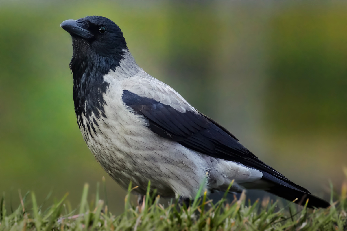 Серая ворона. Фотография из открытых источников Интернет.